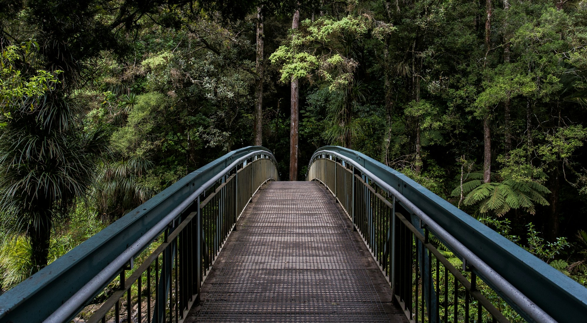 Passarela de madeira atravessando uma mata verde